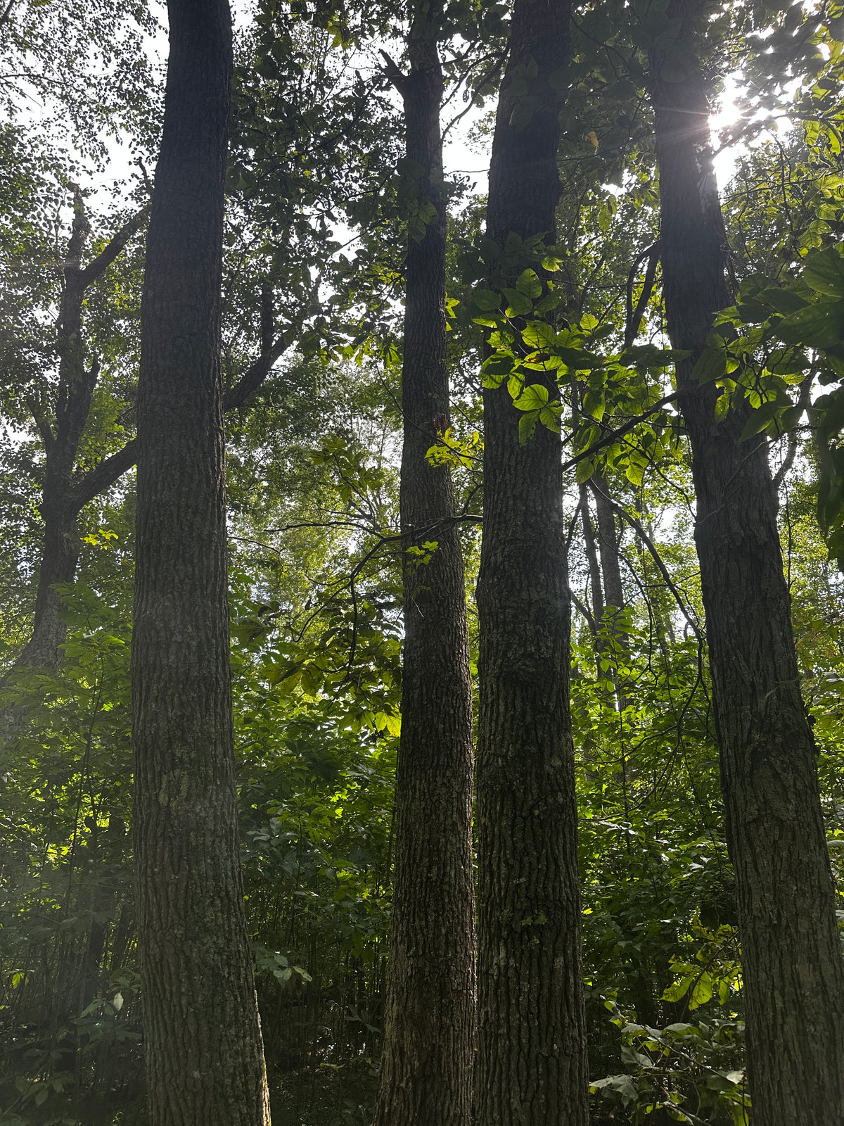 Wayward Tree Wayward Ridge - Ultralight Hunting & Archery Gear | Innovative Outdoor